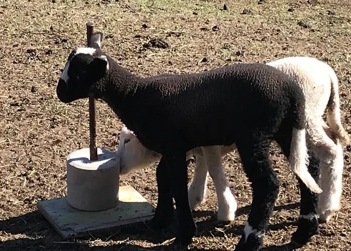 Im Stenna Vallada Direkt Bei Den Bergbahnen Apartment Flims
